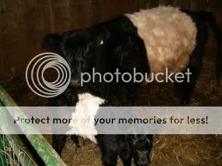 Meet Primrose- our new Beltie Baby - Cattle