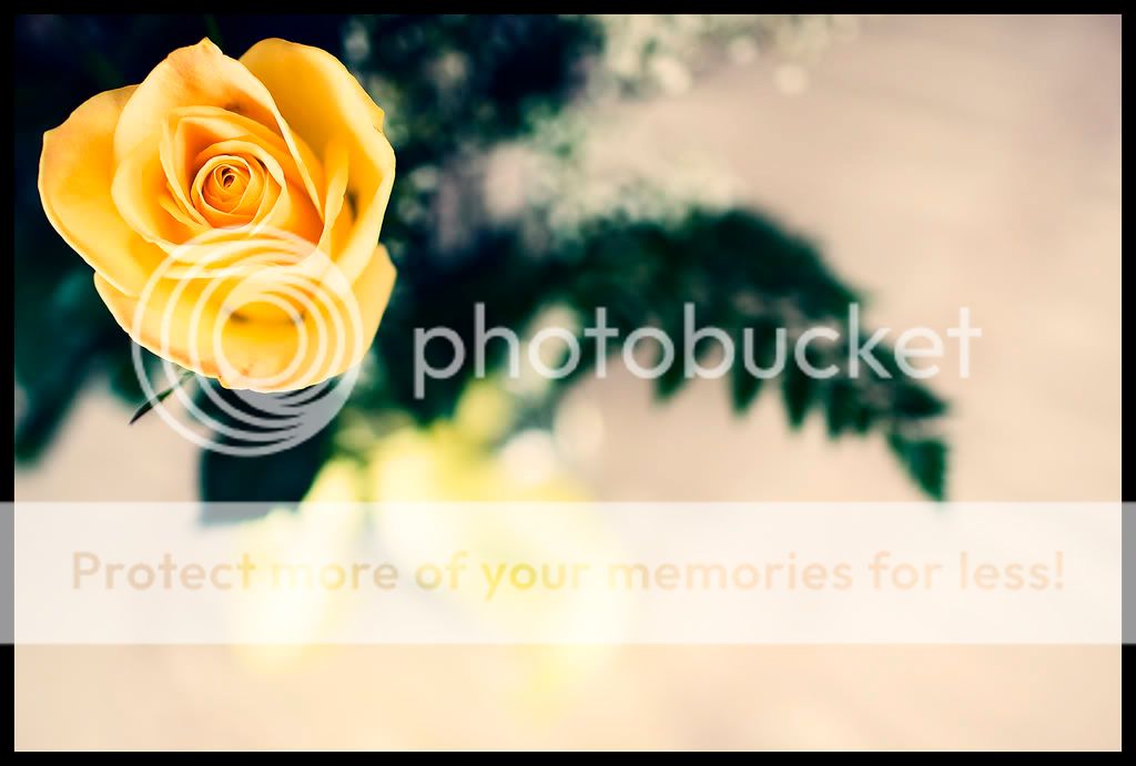 IMAGE: http://i550.photobucket.com/albums/ii411/Lodzinskiw/SingleYellowRose.jpg