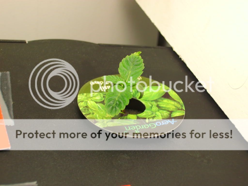 Aerogarden grow journal | Page 2 | Grasscity Forums - The #1 Marijuana