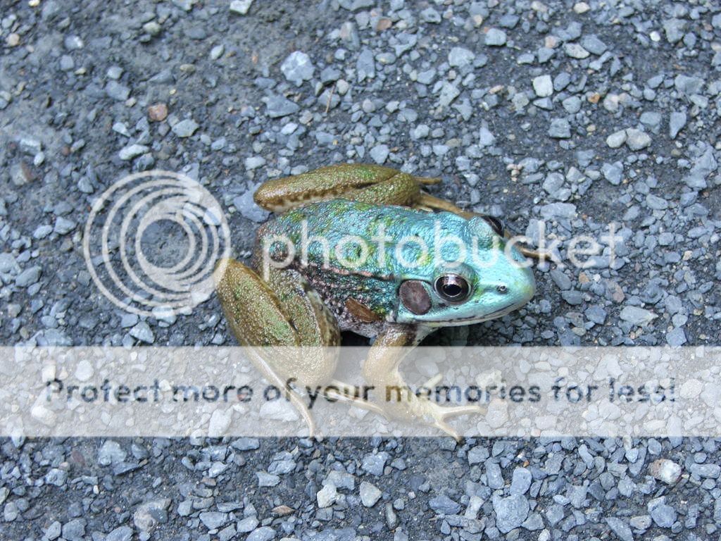 Pennsylvania Blue Frog!?! Dendroboard